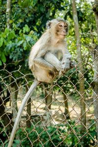 Monkey sitting on a fence