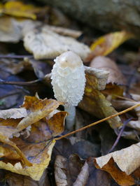 Close-up of white plant