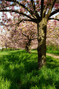 View of cherry blossom tree in park