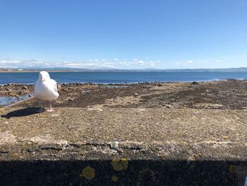 Seagulls on beach