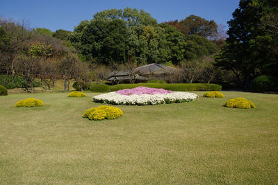 View of flowers in park