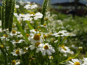 Close-up of white daisy flowers