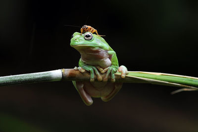 Close-up of chameleon against black background