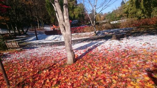 Trees in park during autumn