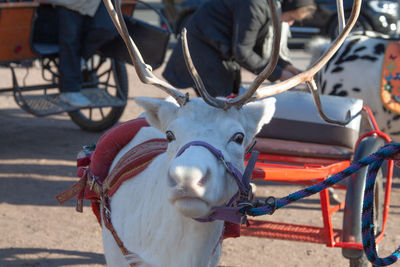 Deer cart in a city