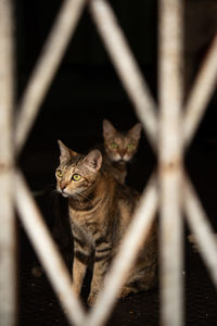 Portrait of a cat