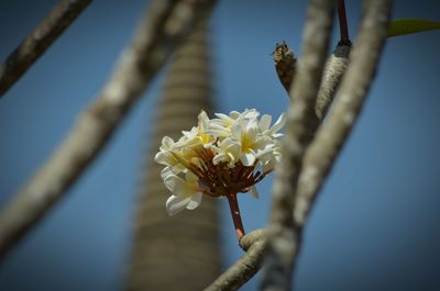 Low angle view of flower against sky