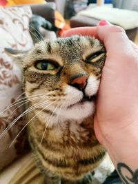 Cropped image of hand holding cat