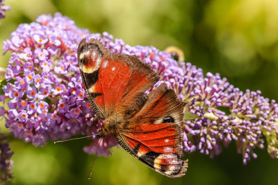 Close-up of butterfly pollinating on purple flower