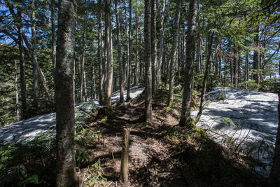 Trees in forest