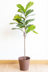 Close-up of potted plant on table against wall