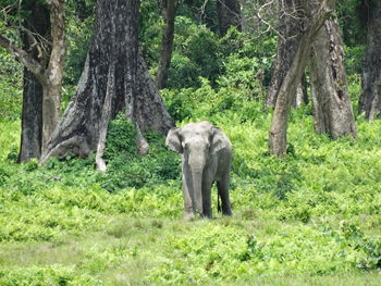 Elephant in a forest