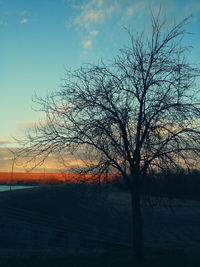Silhouette of trees at sunset