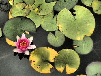 Close-up of pink flower