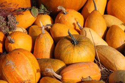 Colorful pumpkins