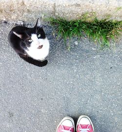 High angle view of cat