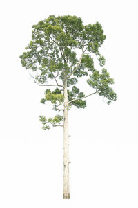 Close-up of tree against white background