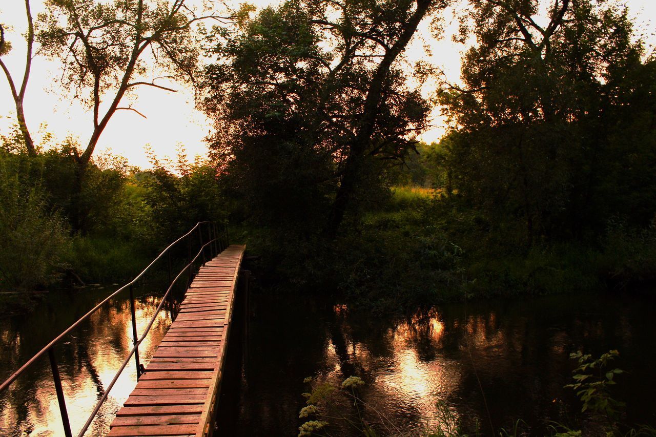 tree, forest, water, connection, tranquility, footbridge, growth, tranquil scene, reflection, branch, lake, bridge - man made structure, plant, nature, scenics, railing, beauty in nature, woodland, sky, bridge, non-urban scene, the way forward, outdoors, boardwalk, day, no people, waterfront, narrow