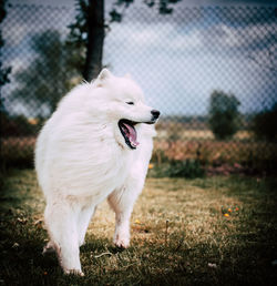 White dog standing on field