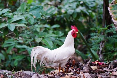 View of a bird on land. white cock