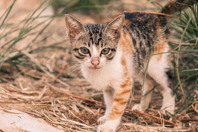 Portrait of tabby cat lying on field