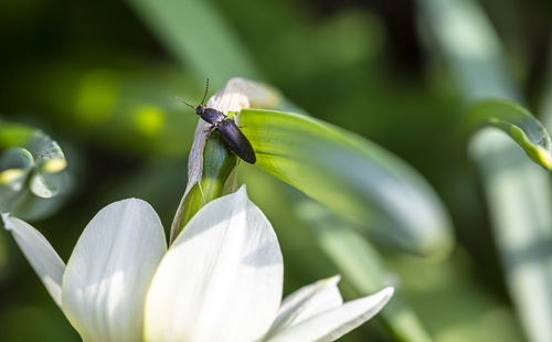 Close-up of insect on flower