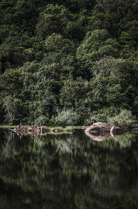 Reflection of trees in lake