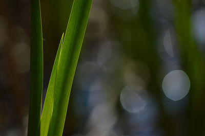 Close-up of grass