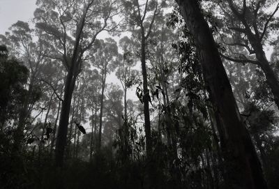 Low angle view of trees in forest against sky