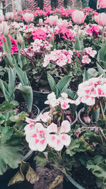 Close-up of pink flowers blooming outdoors