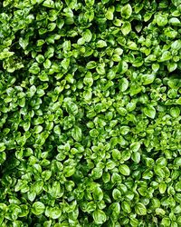 Full frame shot of green leaves