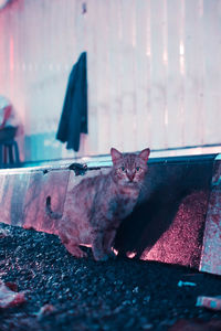Portrait of cat relaxing at home