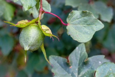 Close-up of fruit on plant