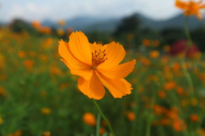 Close-up of yellow cosmos flower blooming on field