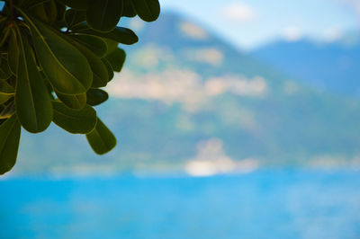 Close-up of plant against sea