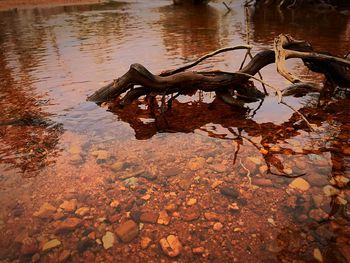 Reflection of tree in puddle