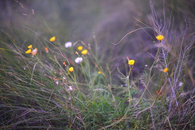 Close-up of flowering plant on field