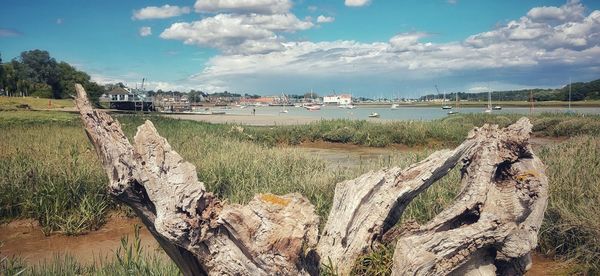 Panoramic shot of trees on field against sky