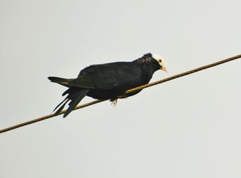 Close-up of bird perching on cable against clear sky