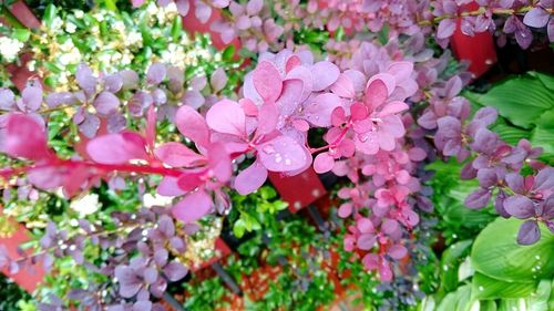 Close-up of pink flowers