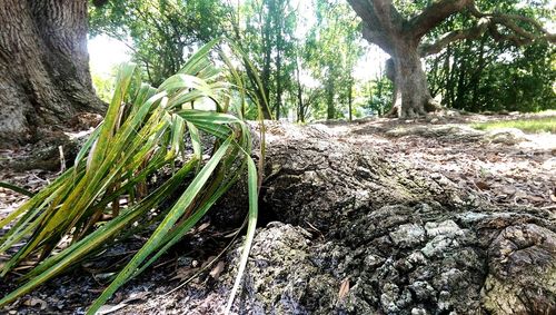 Trees in forest