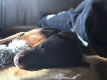 Close-up of dog sleeping at home