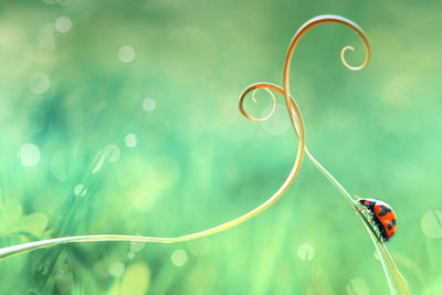 Close-up of ladybug on tendril