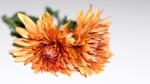 Close-up of orange flower against white background