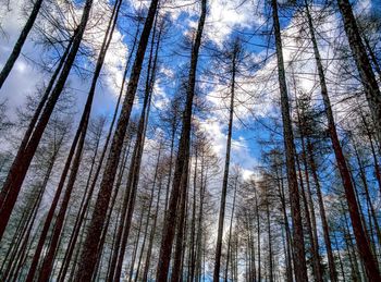 Low angle view of trees in forest