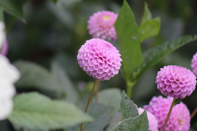 Close-up of pink flowers blooming outdoors