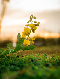 Close-up of yellow flower on field
