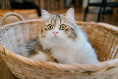 Close-up portrait of a cat