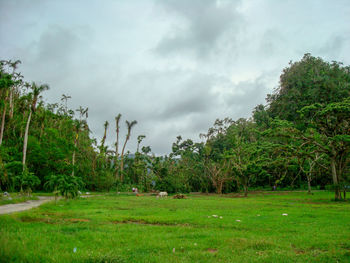 Trees on field against sky