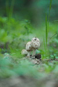 Close-up of mushroom growing on field